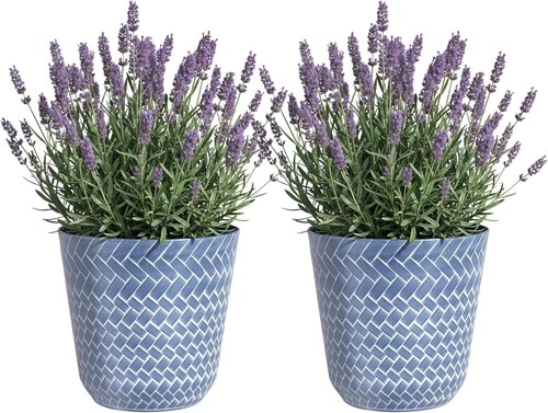 Nantucket plant pots - pots, large
